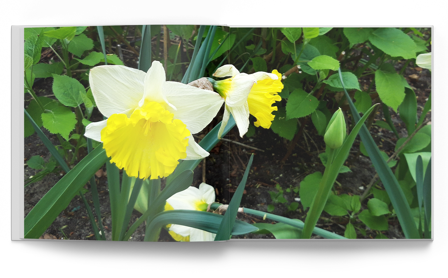 Andrea Honig, Zahnärztin Kleinmachnow